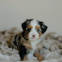 Armani - Blue merle female Bernedoodle puppy in Dalton, Ohio from Haven Doodles