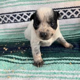 Girl 2 - Blue speckled female Australian Cattle Dog puppy in Cottage Grove, Oregon from Heirloom Ranch