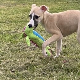 Diamond - Fawn Whippet puppy in Canton, Georgia from Ahava Kennels