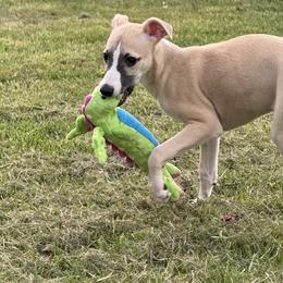 Diamond - Fawn Whippet puppy in Canton, Georgia from Ahava Kennels