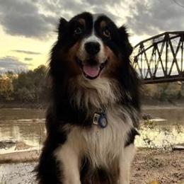 Australian Shepherds from Amandas Aussies