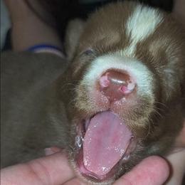 Luna - Red and white female Siberian Husky puppy in Richland, Mississippi from Feazell’s Siberian Huskies