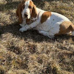 Basset Hound Puppies from Hill Top Basset Hounds & Great Pyrenees