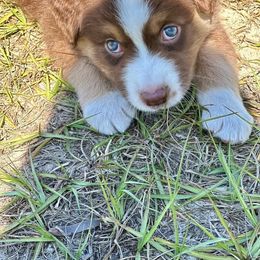 Fudge - Red tri-color male Australian Shepherd puppy in Williston, Florida from Over The Rainbow Aussies