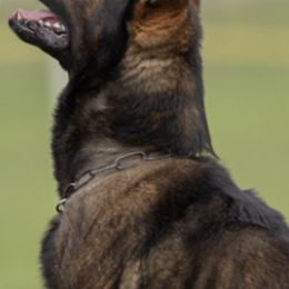 German Shepherds from Scotsbrew kennels