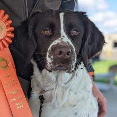 Ila - Drentsche Patrijshond