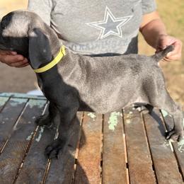 Boy5 - Gray male Cane Corso puppy in Granbury, Texas from Revolutions Kennel
