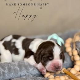 Happy - Liver and white female English Springer Spaniel puppy in Brownsville, Texas from South Texas Springers