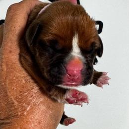 Miss Pink - Fawn female Boxer puppy in Palm Coast, Florida from Starlight Boxer Corner