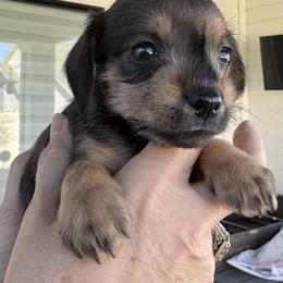 Companion Cross, Dachshund, and Miniature Schnauzer Puppies from Sheri Lauritsen