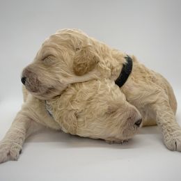 Poodle Puppies from Forest City Standards