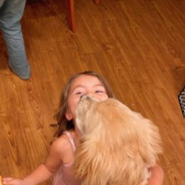 Golden Retriever Puppies from Brooke Zuidervaart