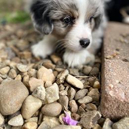 Miniature Australian Shepherd Puppies from Arch Hill Mini Aussies