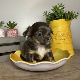 Penne - Blue and tan female Chihuahua puppy in Greenup, Kentucky from KB Chihuahuas