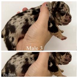 Boy 3 - Tricolors male French Bulldog puppy in Zionsville, Indiana from Midwest Bulldogs