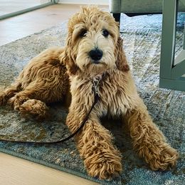 Double Doodles from Amy’s Double Doodles