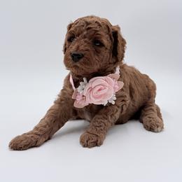 Girl 1 - Red  female Goldendoodle puppy in Sacramento, California from Goldendoodlesca