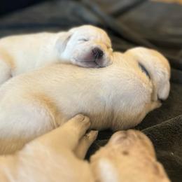 Boy 3 - Yellow male Labrador Retriever puppy in Clayton, North Carolina from The Homestead at Little Creek