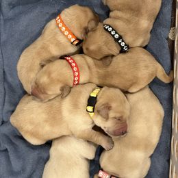 Labrador Retrievers from Geronimo Labradors