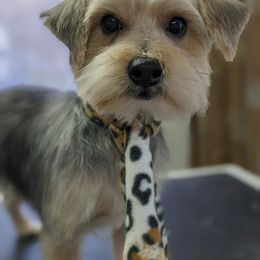 Ace - Morkie