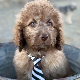 Theodore - Sable male Saint Berdoodle puppy in Beach, North Dakota from Badland St. Berdoodles LLC