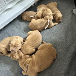 Belle - Dark golden female Golden Retriever puppy in Middleburg, Pennsylvania from South Hill Golden Retrievers