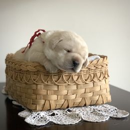 Red - Yellow female Labrador Retriever puppy in Pendleton, South Carolina from DogSmith Purebreds