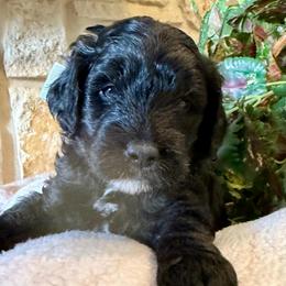 Blaze- white boy Price 1800. - Black and white male Aussiedoodle puppy in Midlothian, Texas from Gray Doodles