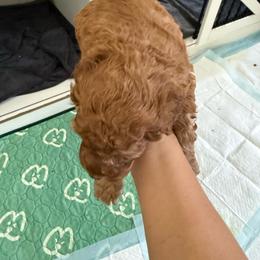 Clover - Chocolate and tan male Shih Tzu puppy in Lawrenceville, Georgia from Private Home