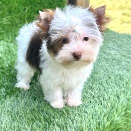 Jack - Chocolate, tan and white male Yorkshire Terrier puppy in Smithville, Oklahoma from Bristy’s Pampered Pups