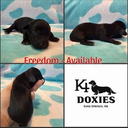 Freedom - Black male Dachshund puppy in Tulsa, Oklahoma from K4 Doxies