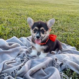 Lulu's Orange Girl - Black and tan female Pembroke Welsh Corgi puppy in Vilonia, Arkansas from Lucky Pups Corgis