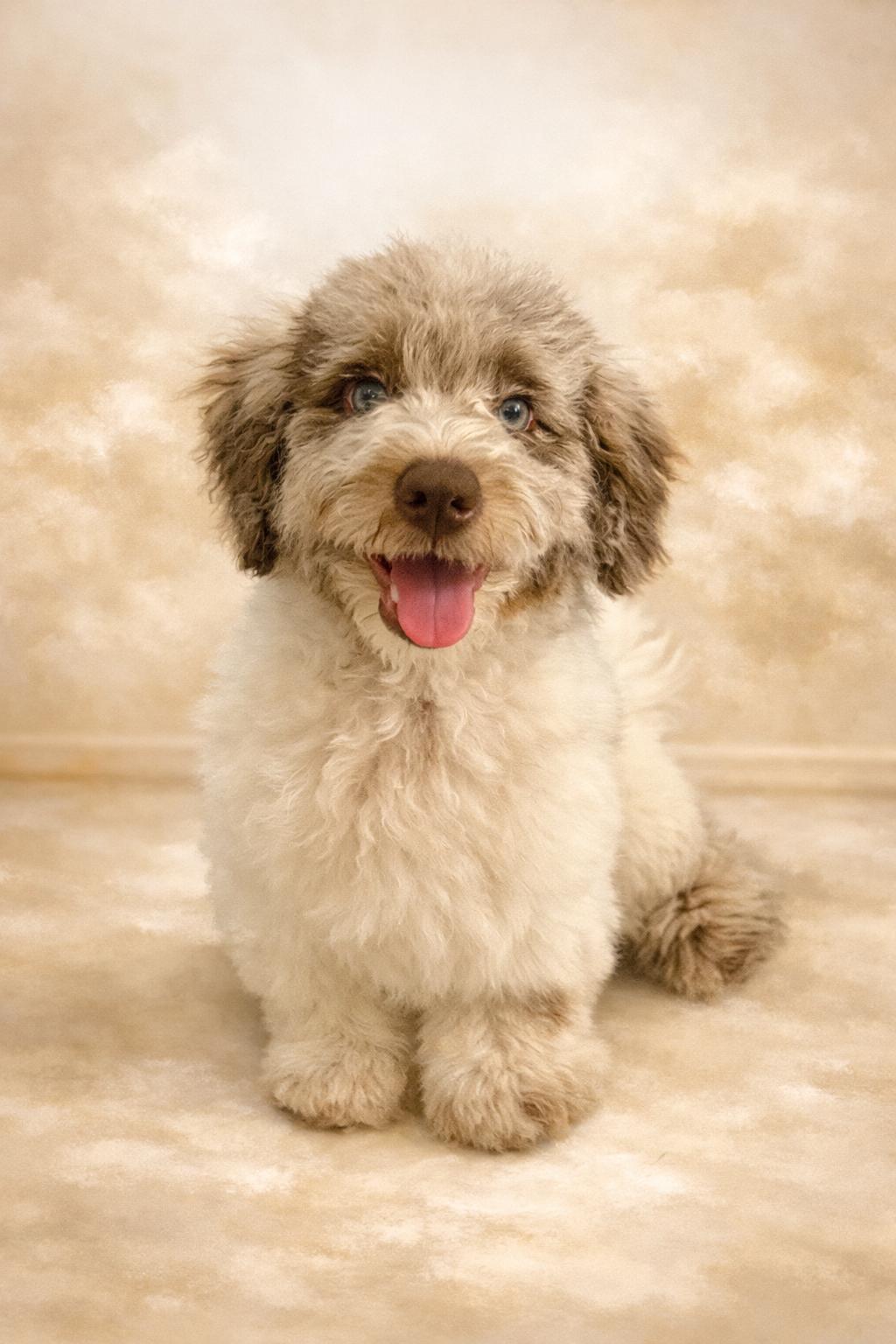 ROMEO