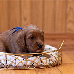 Sunflower: Sunny - Red male Cavapoo puppy in Fairfield, Illinois from Positively Doodles
