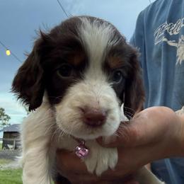 Girl 4 - Liver white and tan female English Springer Spaniel puppy in Fort Meade, Florida from Lake in the Hills Springers