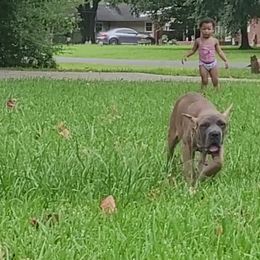 Boy 3 - Gray and fawn Cane Corso puppy in Baton Rouge, Louisiana from Walton's Cane Corso