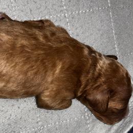 Cavapoo Puppies from Duryea Cavapoos