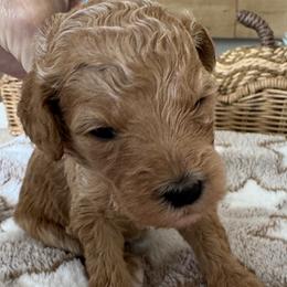 Saphire - Apricot female Goldendoodle puppy in Gilbert, Arizona from DogHouse Doodles