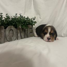 Male 2 - White black and tan male Beagle puppy in Newman, California from Valley Beagles