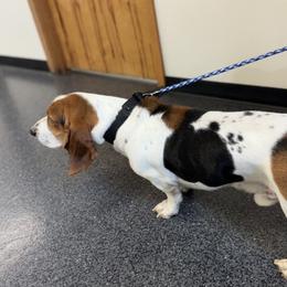 Ollie - Basset Hound