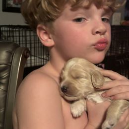 Bernedoodle, Goldendoodle, and Poodle Puppies from Poodle and Doodle Haven