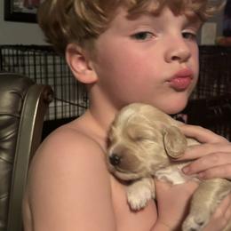 Bernedoodle, Goldendoodle, and Poodle Puppies from Poodle and Doodle Haven