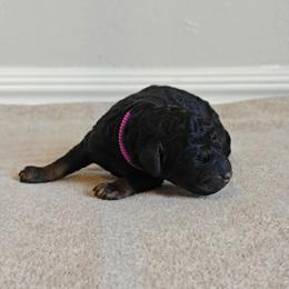 Purple Girl - Phantom female Bernedoodle puppy in Guthrie, Oklahoma from Edmond Doodles, LLC