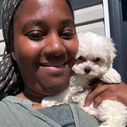 Aspen - White female Maltese puppy in Utica, Ohio from Poodle Me Crazy