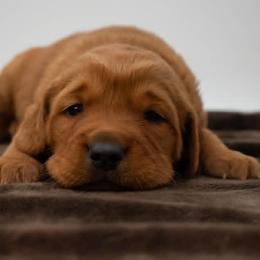 Accepting Waitlist Applications 200 off Price - Dark golden male Golden Retriever puppy in Lafayette, Alabama from Elm Hollow Golden Retrievers