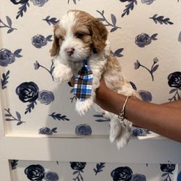 Mason - Red male Cavapoo puppy in Riverview, Florida from Doodley Doo Doodles