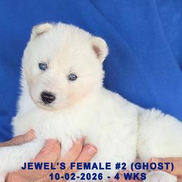 JEWEL'S FEMALE 2 - White female Siberian Husky puppy in Manilla, Iowa from Bruck's Siberian Huskies