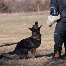 Pink - German Shepherd
