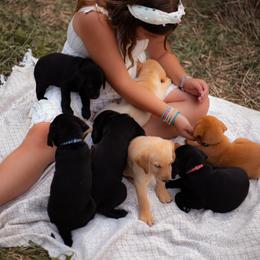 Labrador Retriever Puppies from UC Labradors