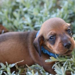 Dachshund Puppies from Iowa Dachshunds